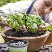 ¿Cómo cultivar albahaca en casa?