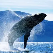 Las ballenas están en peligro de extinción: cómo podemos adoptar una.