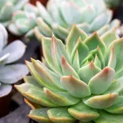 Dos suculentas de interior que requieren pocos cuidados.