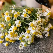 Cómo es el ritual de la manzanilla para atraer el dinero.