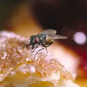 Remedios caseros y sanos para combatir a las moscas.