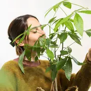 Cómo cuidar la pachira acuática.