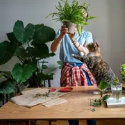 Las plantas tropicales que seleccionamos son fáciles de cuidar y se adaptan muy bien a los espacios de interior.