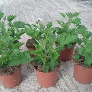 El olor cítrico de la citronela aleja a mosquitos y moscas.