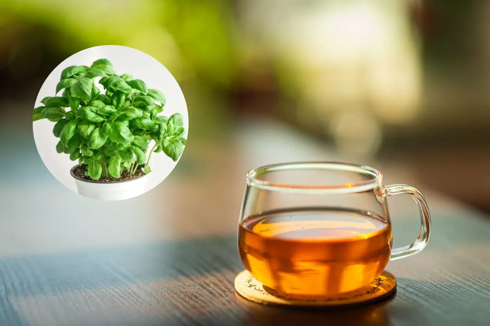 Estos son los beneficios de tomar té de albahaca.