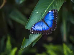 Qué plantas poner en tu jardín para que se llene de mariposas.