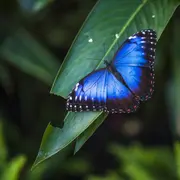 Qué plantas poner en tu jardín para que se llene de mariposas.