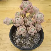 Sedum florenciana: la suculenta con olor a chicle.