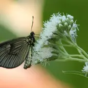 Guaco (Mikania cordifolia), una planta nativa para que sumes a tu balcón.