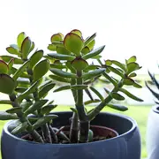 El árbol de Jade requiere de riego moderado, cuando la tierra está seca para que no se pudran las raíces.