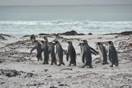 El primer motivo para visitar las Islas Malvinas es nuestra historia, pero también hay una fauna y flora únicas para conocer.