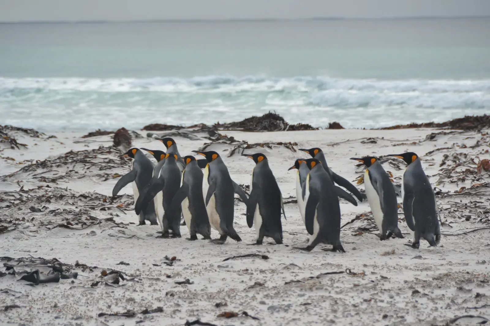 El primer motivo para visitar las Islas Malvinas es nuestra historia, pero también hay una fauna y flora únicas para conocer.