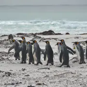 El primer motivo para visitar las Islas Malvinas es nuestra historia, pero también hay una fauna y flora únicas para conocer.