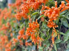 Pyrostegia venusta (Flor de San Juan)