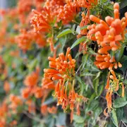 Pyrostegia venusta (Flor de San Juan)