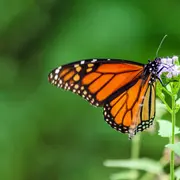Invasión de mariposas en la ciudad.