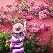 Para que una planta trepadora crezca de manera saludable es importante tener presente si requiere de ayuda de una guía para alcanzar la altura.