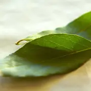 4 rituales con laurel para convocar a la abundancia.