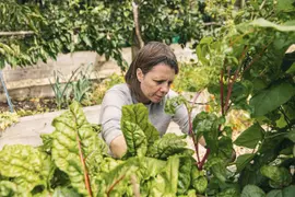 Huerta en invierno: qué conviene sembrar.