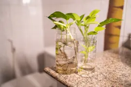 Se recomienda tener los esquejes en agua al menos un mes antes de pasar a maceta.