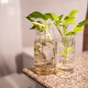 Se recomienda tener los esquejes en agua al menos un mes antes de pasar a maceta.