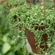 Es la suculenta es perfecta para decorar balcones y terrazas. Además, en otoño florece y cambia de color.