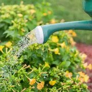Los trucos para usar agua oxigenada en la jardinería