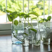 Potos, una de las plantas que limpia el aire de tu casa.