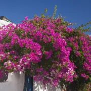 Esta trepadora, conocida también como buganvilla, es resistente a la sequía y ofrece un espectáculo de flores durante todo el año
