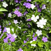 El jazmín paraguayo puede crecer hasta 1.5 metros de altura.