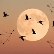 Luna Llena, pájaros y el signo de capricornio.