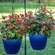 La begonia es una planta que va bien en macetas.