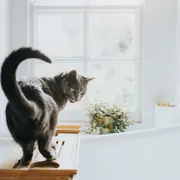 Cuando la cola está erguida con la punta curva es un signo de afecto y muestra que el gato está contento y confiado.