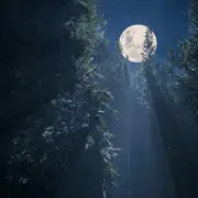 Una luna llena entre la copa de los árboles nocturnos.