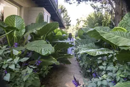 La alocasia u oreja de elefante son plantas que traen armonía a los vínculos.