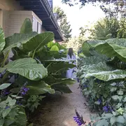 La alocasia u oreja de elefante son plantas que traen armonía a los vínculos.