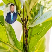 Ficus pandurata, betular