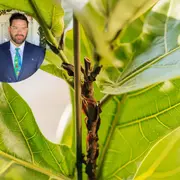 Ficus pandurata, betular