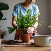 Las plantas que según el Feng Shui atraen la buena fortuna a tu vida.