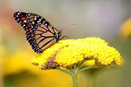 Las mariposas son polinizadoras y aman las flores.