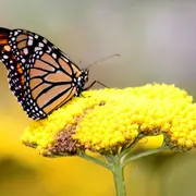 Las mariposas son polinizadoras y aman las flores.