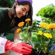 Existen plantas y flores que no conviene tener en casa porque atraen mosquitos, moscas y otros insectos.