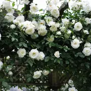 La Rosa Iceberg ama el sol y necesita una exposición plena para florecer en todo su esplendor