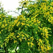 Sus flores amarillas caen como racimos