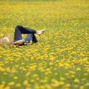 Las flores y hojas del diente de león tiene beneficios múltiples para la salud.