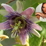 Passiflora ligularis, conocida como granadilla o granada china, es una planta trepadora