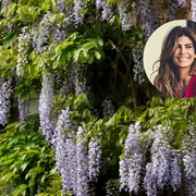 Armado con foto de glicina y Juliana Awada.