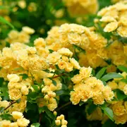 Las rosas banksiae fueron introducidas en Occidente desde China a principios del siglo 19