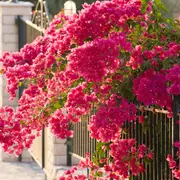 En primavera y en verano la Santa Rita debe regarse de una a dos veces por semana para mantener su floración constante