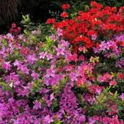 Cuando recibe los cuidados adecuados, esta planta ofrece una impactante floración